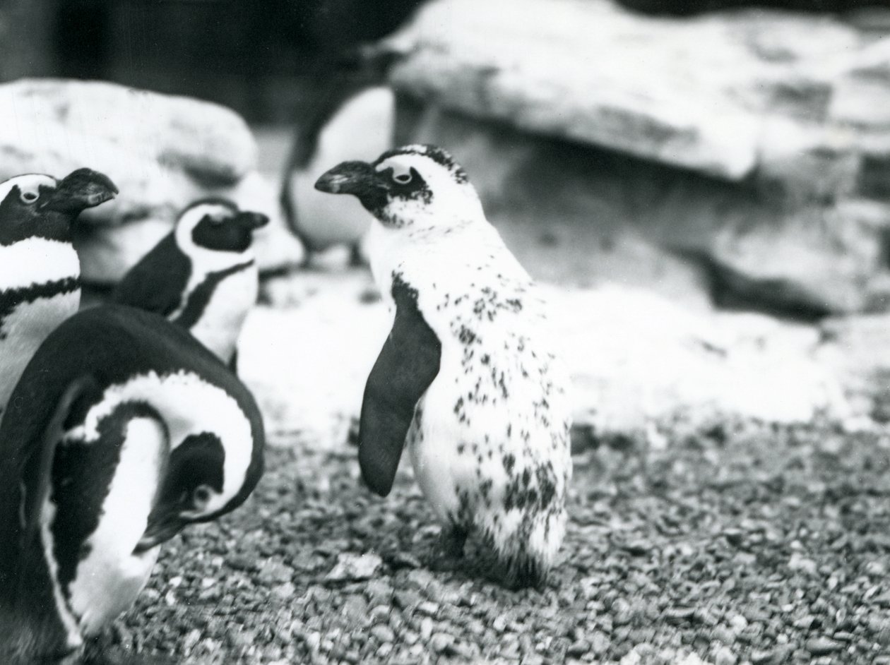 Een kleine groep zwartvoetpinguïns, waaronder een met afwijkende markeringen, in de dierentuin van Londen, mei 1914 door Frederick William Bond