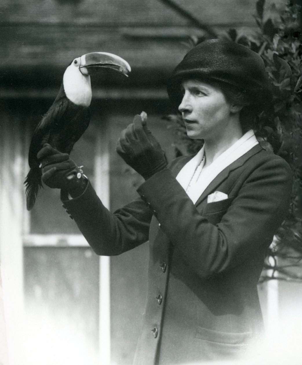 Een witkeeltoekan wordt gevoerd door een dame terwijl hij op haar gehandschoende hand zit, London Zoo, 1923 door Frederick William Bond