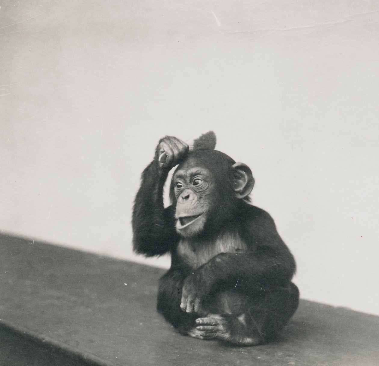 Een jonge chimpansee, Johnnie, spelend met een borstel, 1923 door Frederick William Bond
