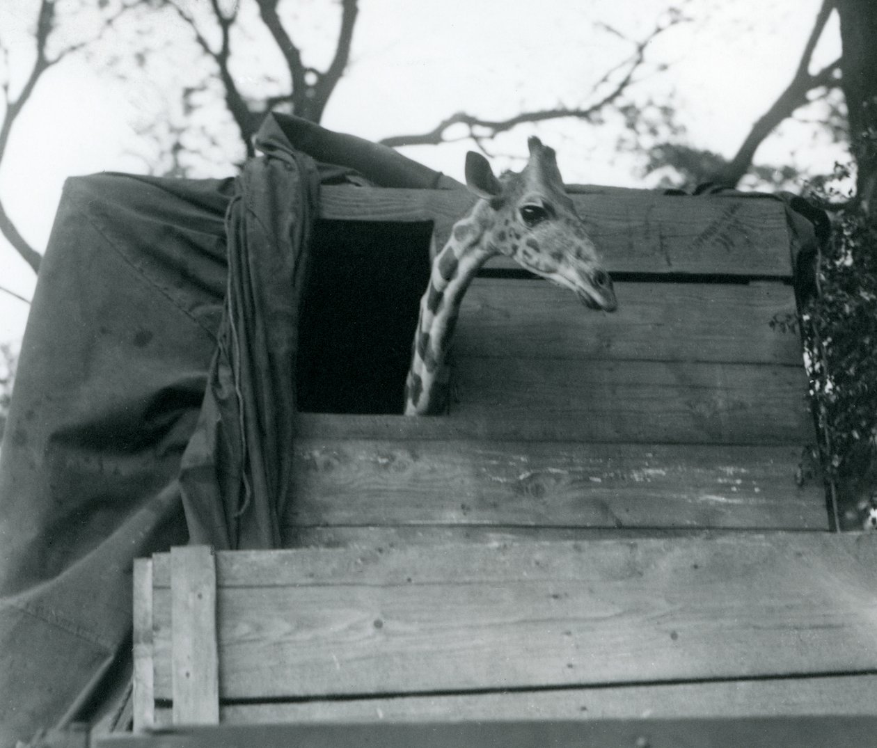 Een jonge giraffe arriveert in London Zoo, mei 1923 door Frederick William Bond