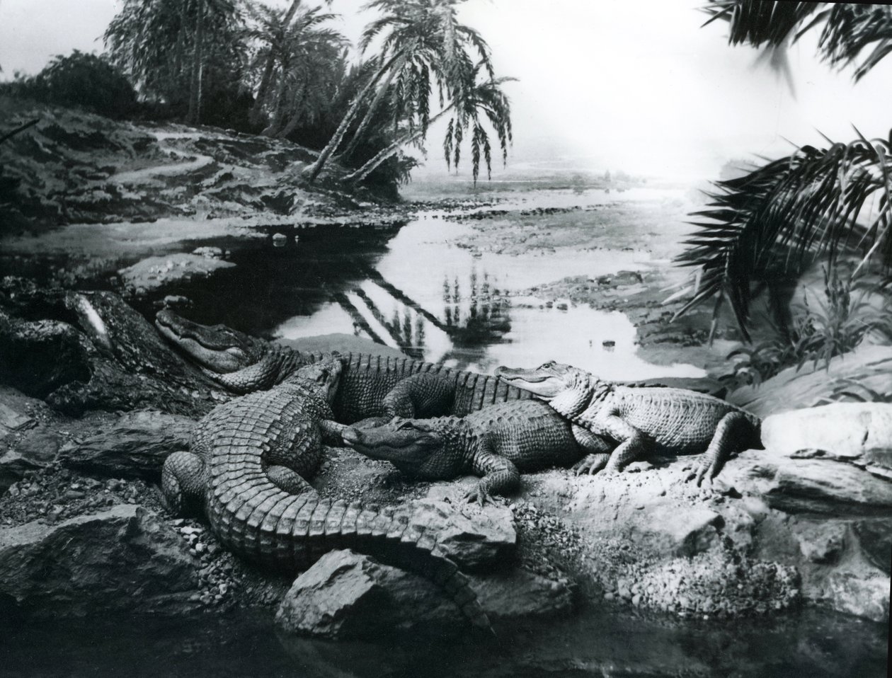 Alligators, in een panoramische setting, in de dierentuin van Londen, 1928 door Frederick William Bond