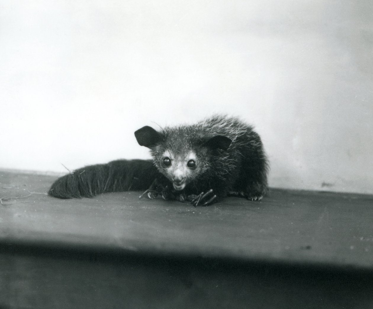 Een Aye-aye in de London Zoo, oktober 1913 door Frederick William Bond