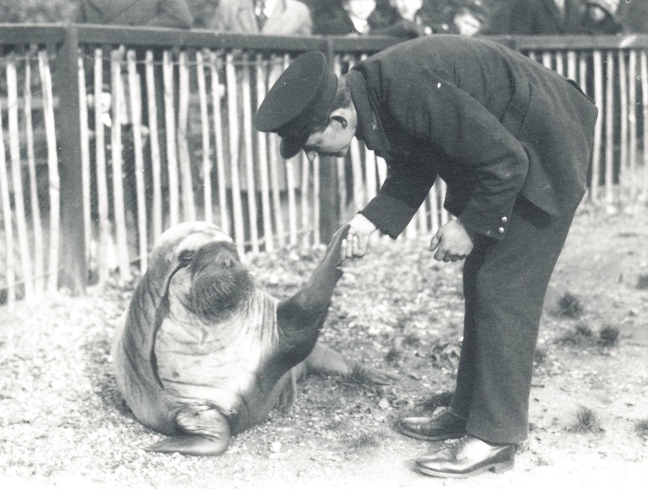 Andy de walrus in ZSL London Zoo, 1925 door Frederick William Bond