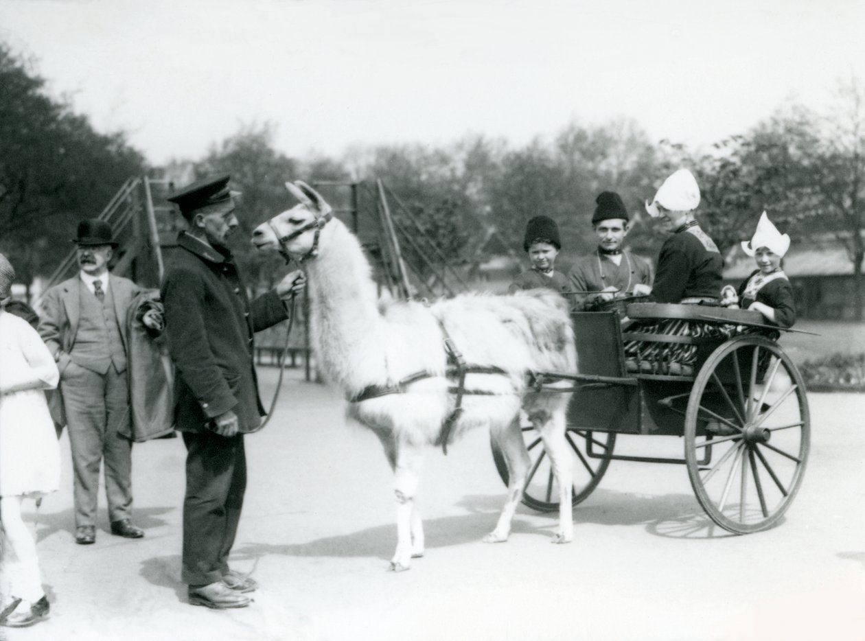 Armeense bezoekers rijden in een lama-kar in London Zoo, mei 1923 door Frederick William Bond