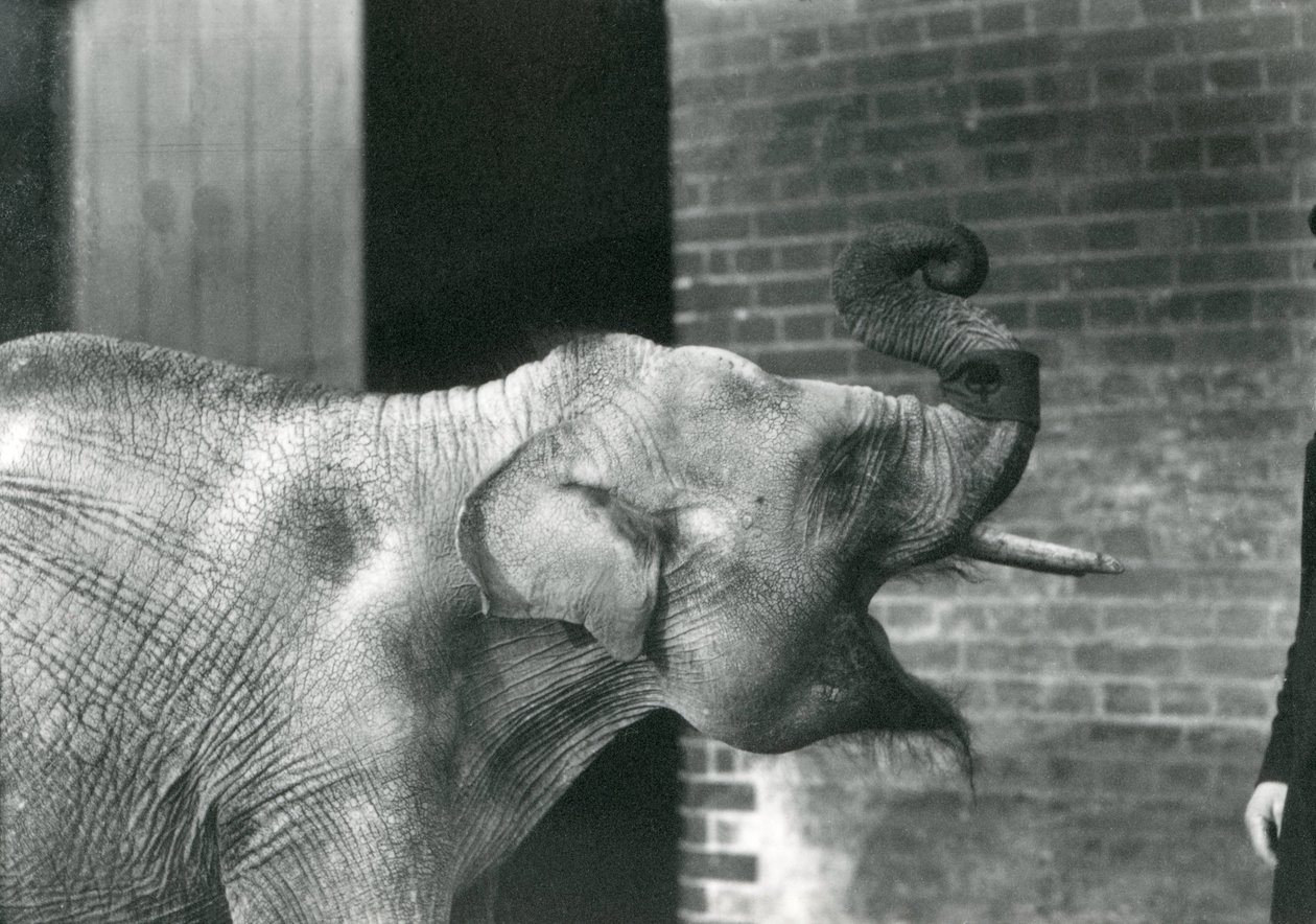 Baby Aziatische Olifant met verzorger, London Zoo november 1915. De olifant draagt een armband om zijn slurf. door Frederick William Bond