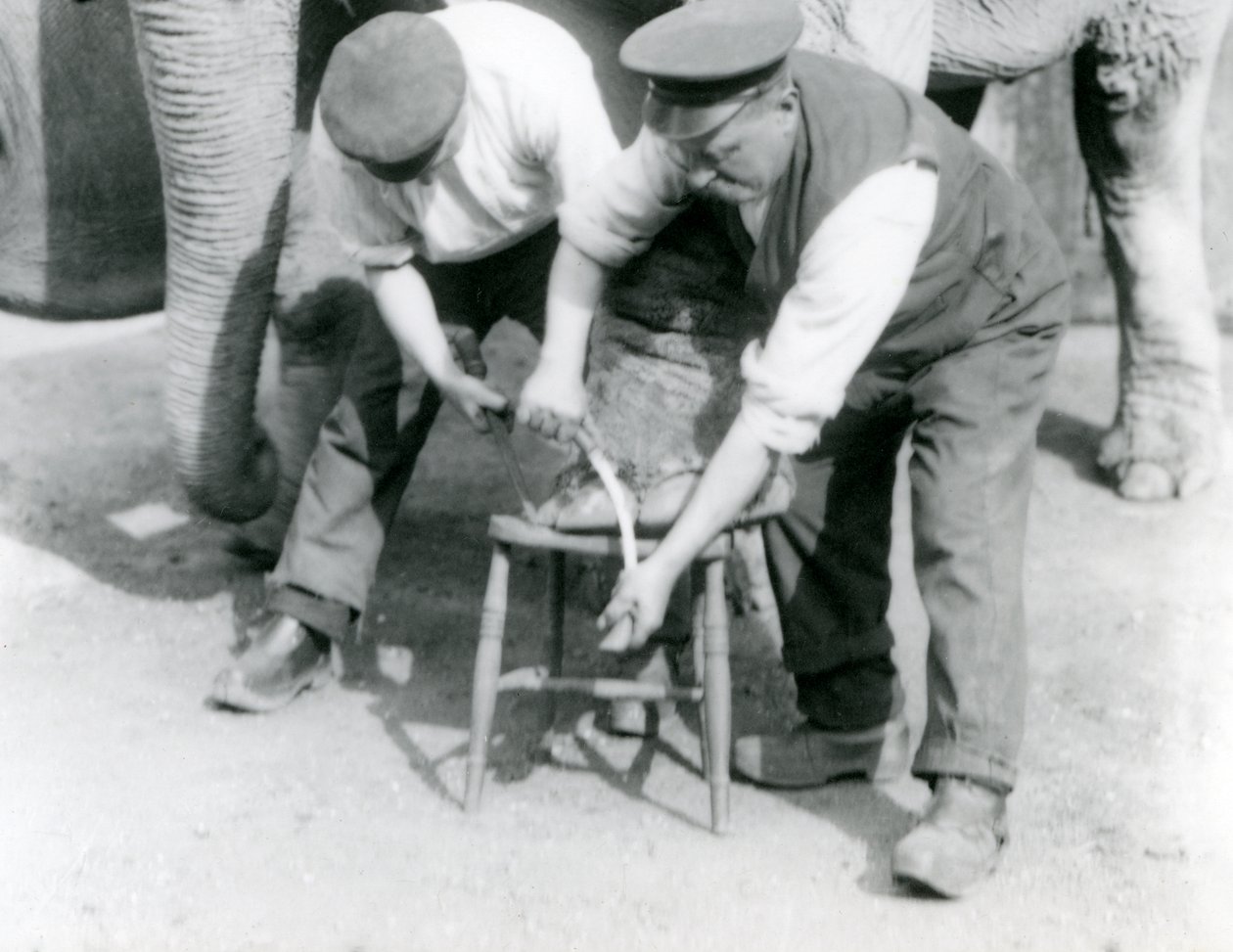 Baby Indische olifant en volwassen vrouwelijke Indische olifant, Assam Lukhi, met verzorger Charles Eyles, krijgen hun voeten verzorgd in London Zoo, september 1923 door Frederick William Bond