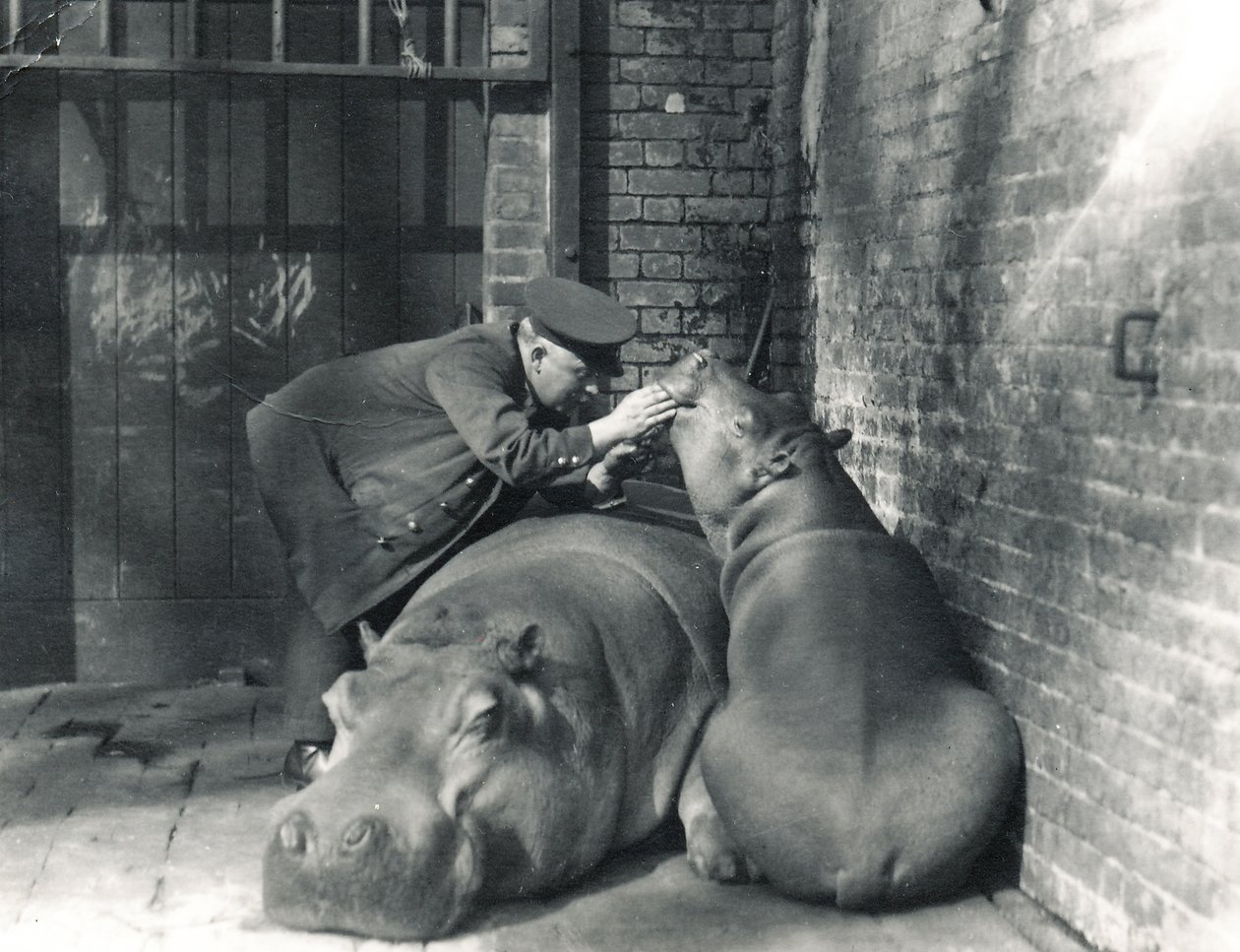 Gewone nijlpaarden Jean en Jimmy met verzorger Ernie Bowman, in ZSL London Zoo, maart 1927 door Frederick William Bond