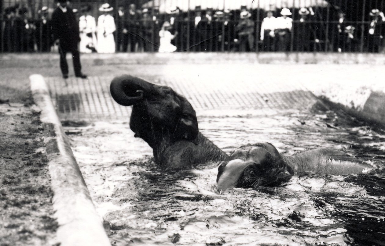 Olifanten baden door Frederick William Bond