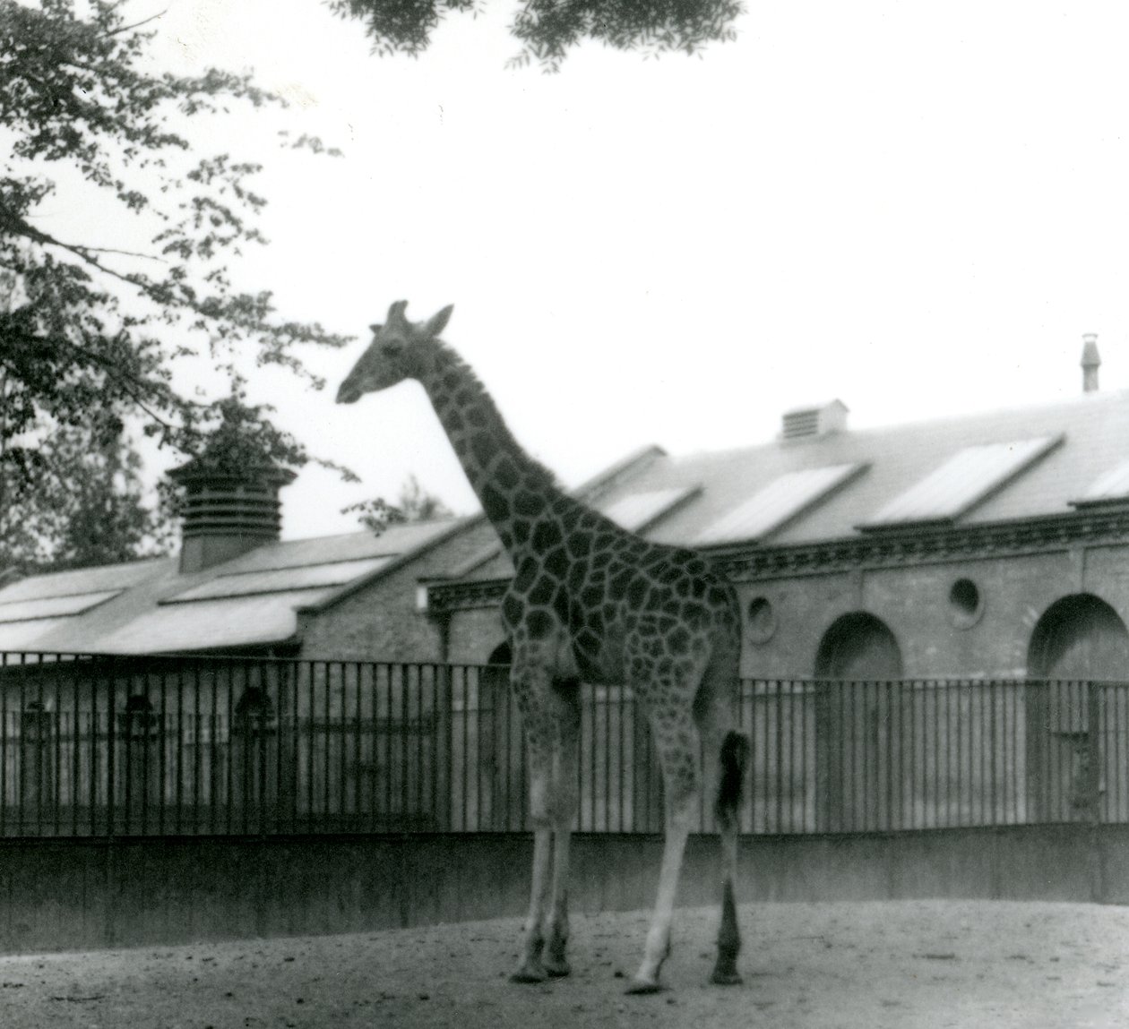 Vrouwelijke giraffe Maud, staand in de paddock buiten het giraffenhuis, London Zoo, 1923 door Frederick William Bond
