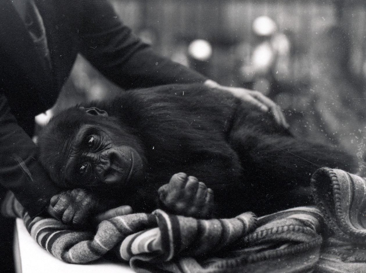 Vijfjarige gorilla liggend, getroost door een verzorger door Frederick William Bond