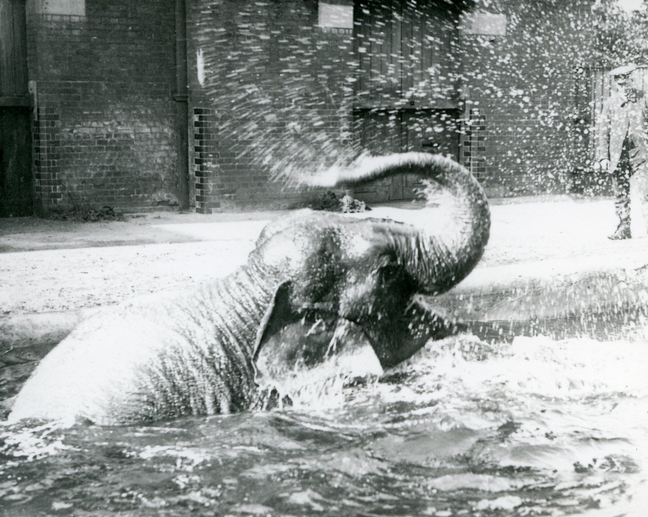 Indiarani baadt in haar zwembad, London Zoo, augustus 1923 door Frederick William Bond