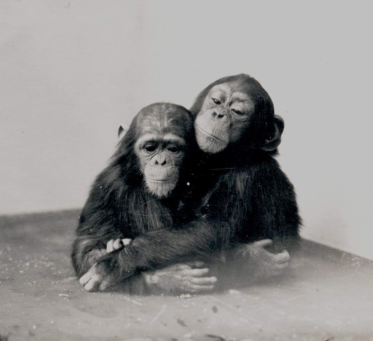 Johnnie en een vriend, twee chimpansees van ZSL London Zoo, 1923 door Frederick William Bond