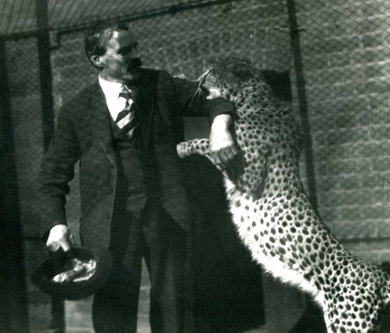 Verzorger Charles Dixon met een speelse cheetah in London Zoo, oktober 1922 door Frederick William Bond