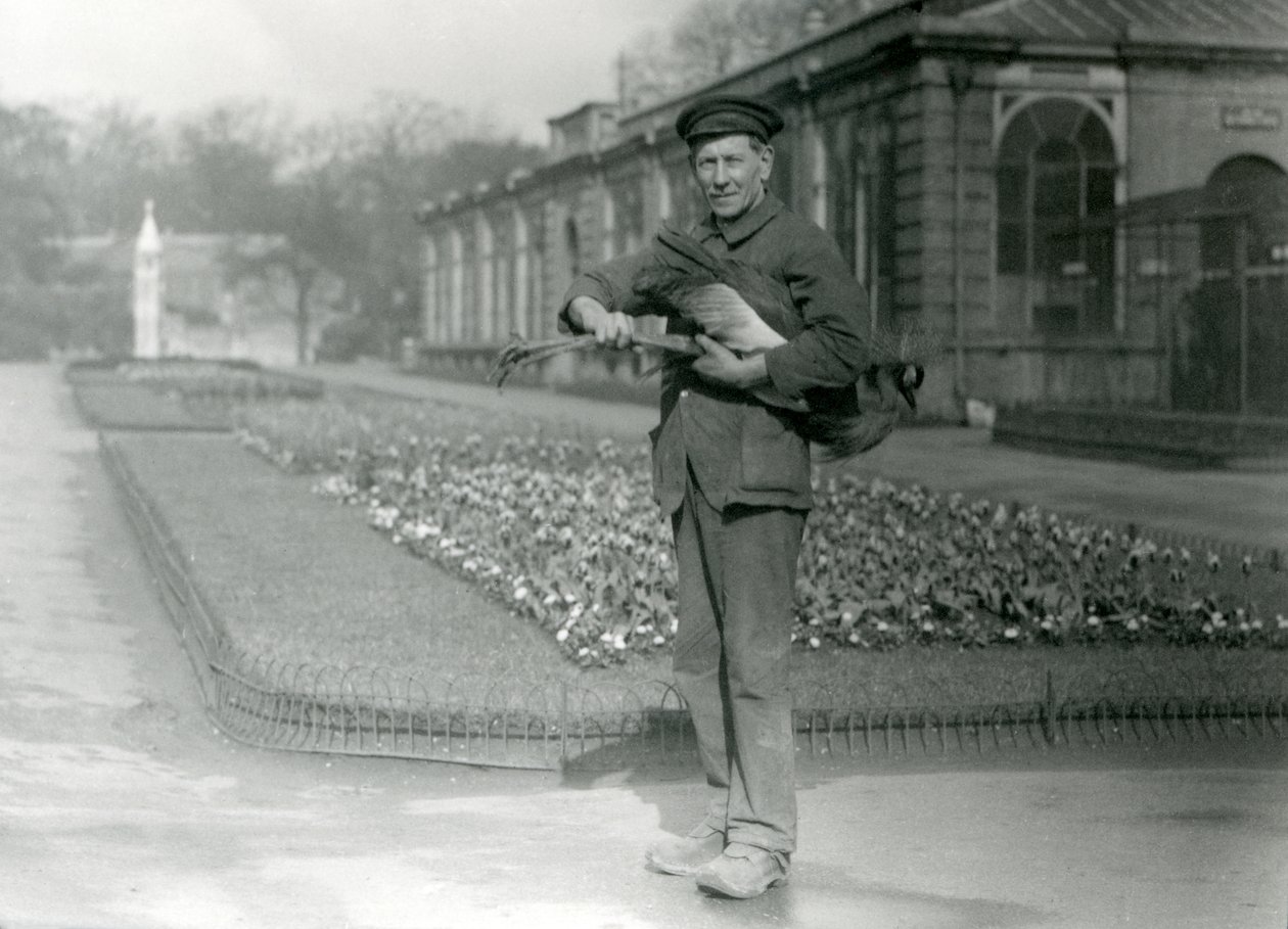 Verzorger G. Blore draagt een grijze kroonkraanvogel, London Zoo, mei 1923 door Frederick William Bond