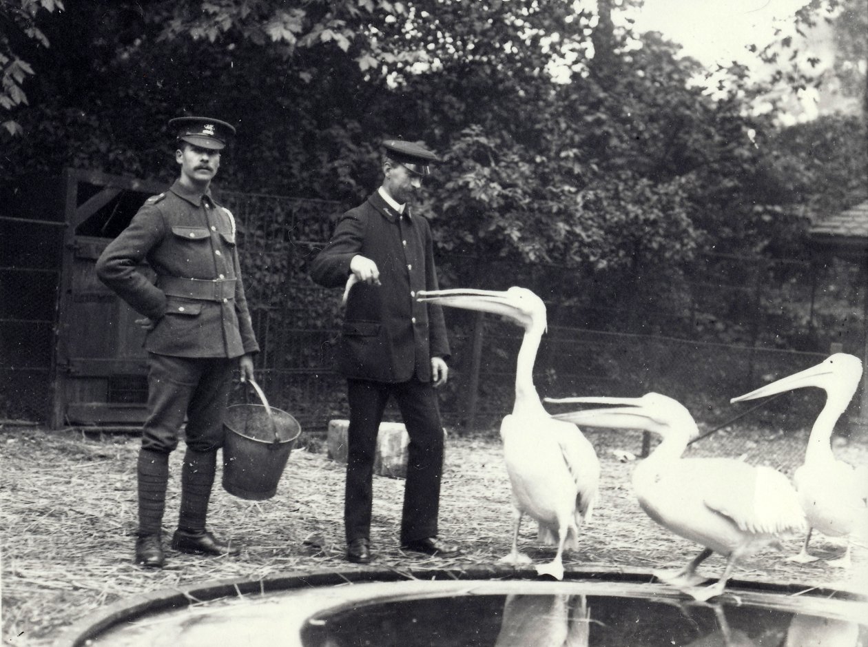 Verzorgers Alf Taylor (rechts) en Bodman (links) voeren vissen aan pelikanen bij het zwembad in de London Zoo, oktober 1915 door Frederick William Bond