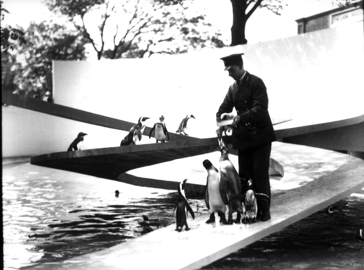 Lubetkin Pinguïn Pool, januari 1934 door Frederick William Bond