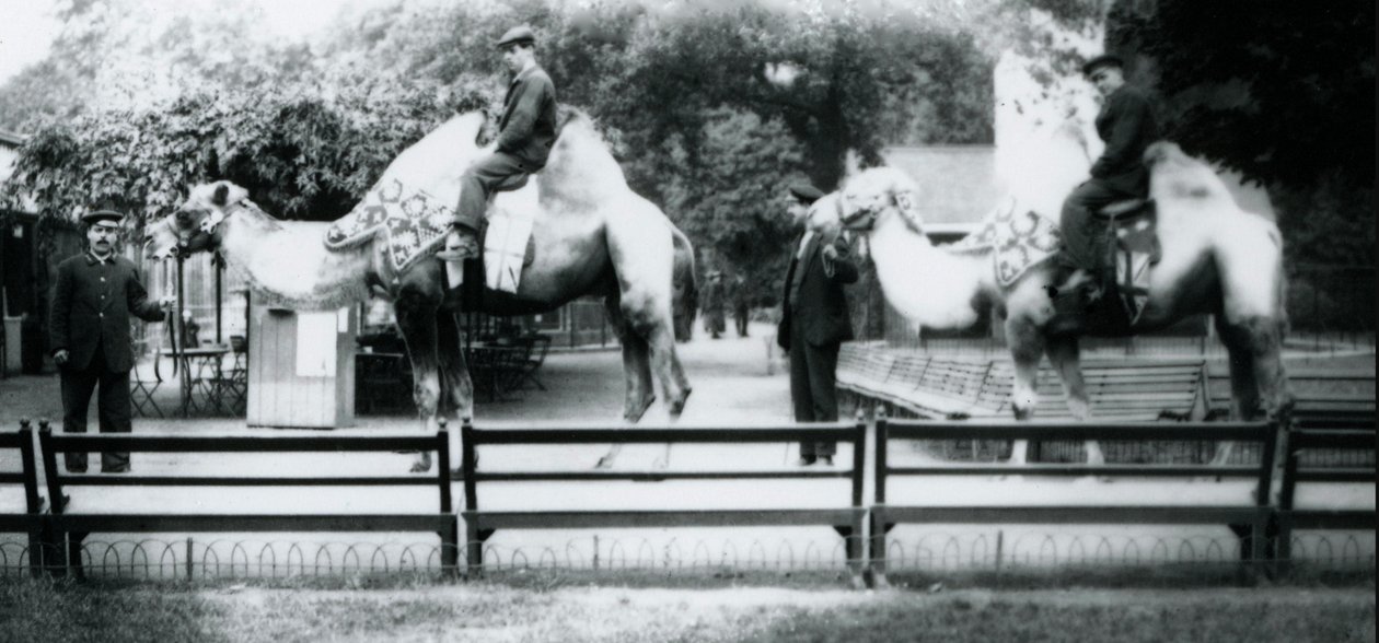 Rijdende kamelen versierd voor de Vredesdagvieringen, 19 juli 1919 door Frederick William Bond