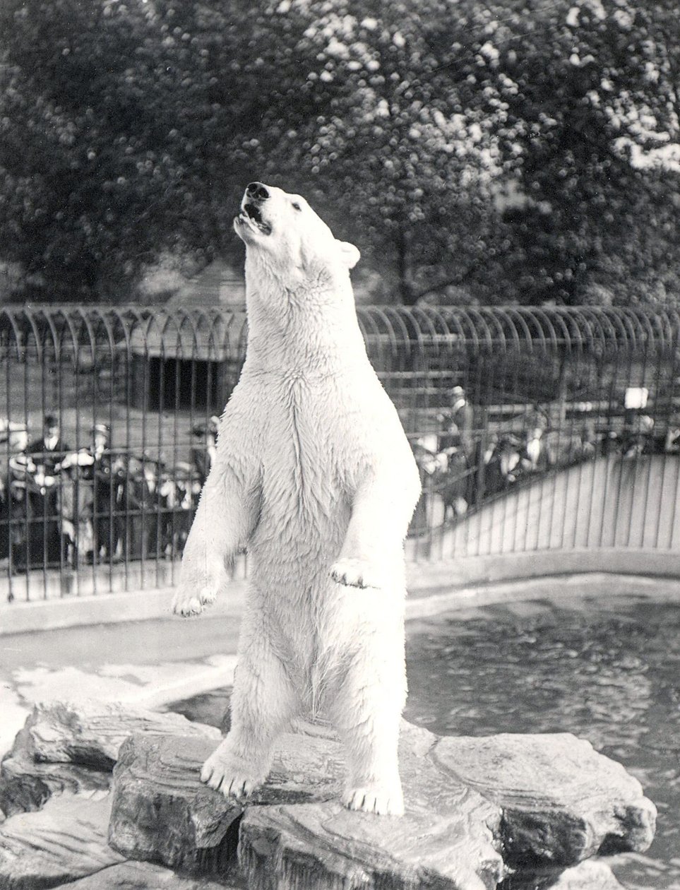 Sam de ijsbeer bedelt om voedsel in ZSL London Zoo, 1912 door Frederick William Bond