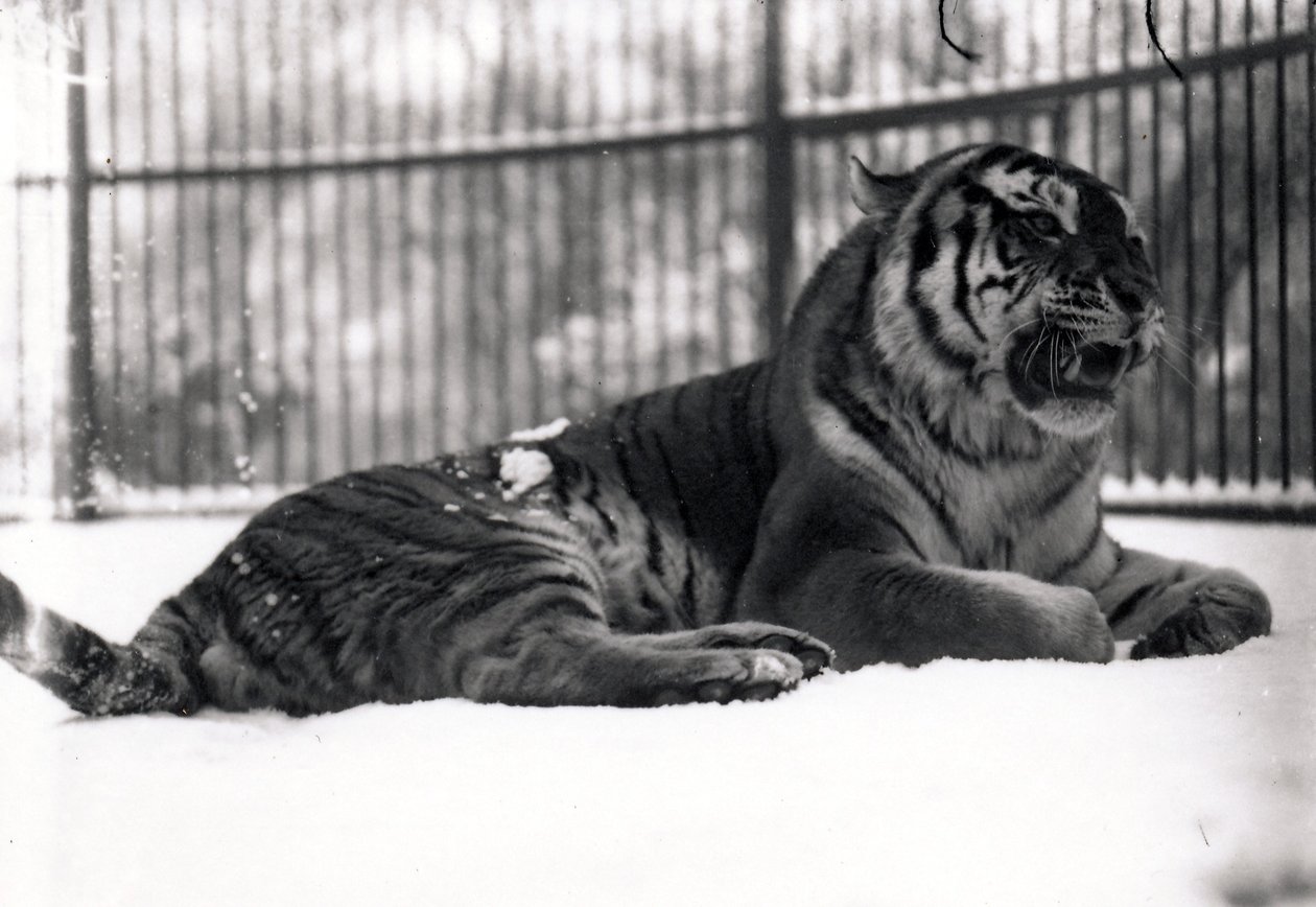 Siberische tijger in de sneeuw door Frederick William Bond