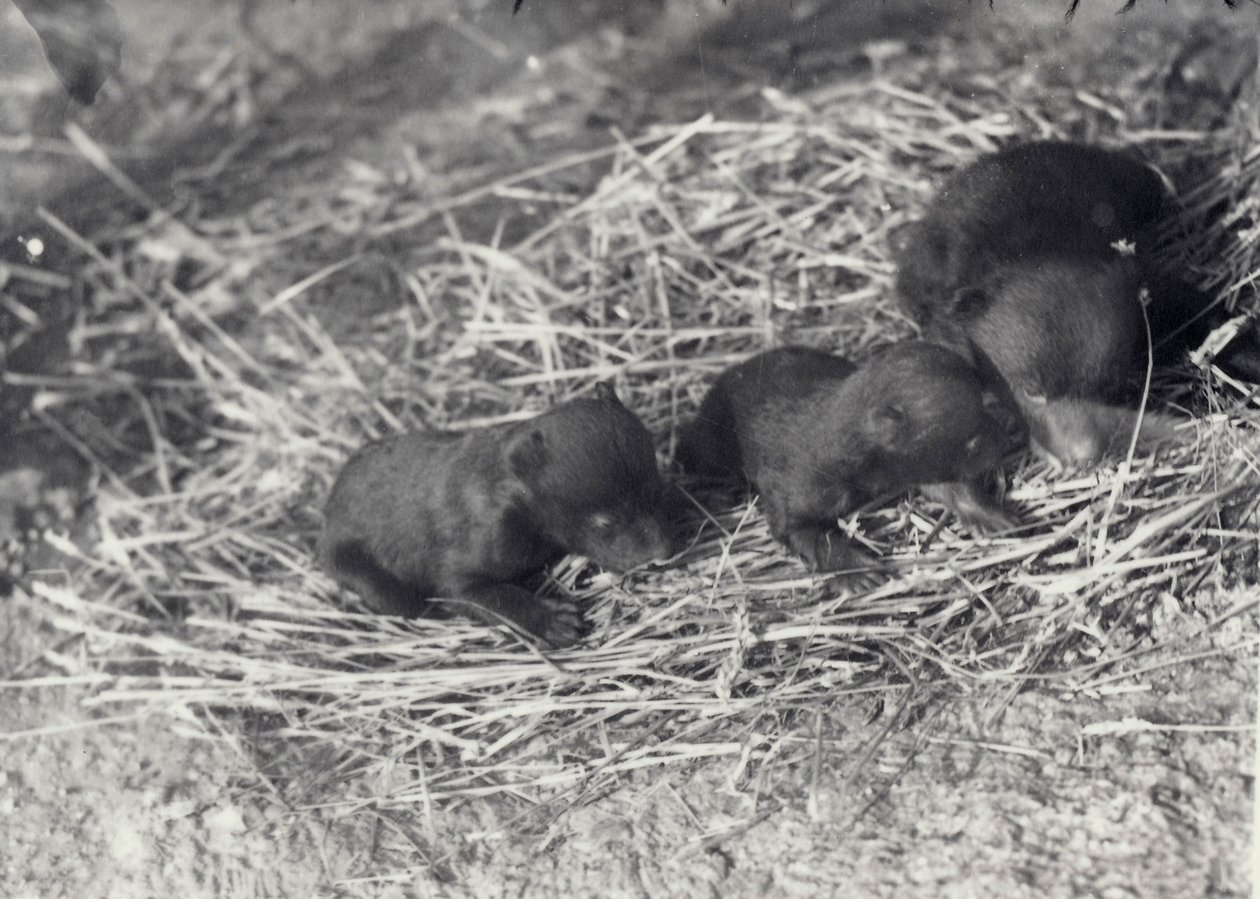 Drie bruine en zwarte berenwelpen van 5 of 6 weken oud in de Londense dierentuin, februari 1920 door Frederick William Bond