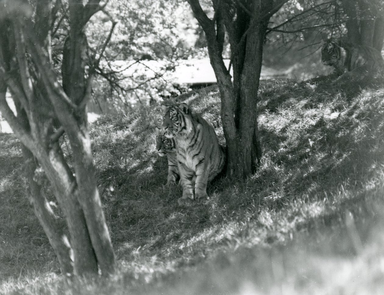 Drie Tijgers rustend onder kleine bomen in hun nieuwe omheining in Whipsnade, mei 1934 door Frederick William Bond