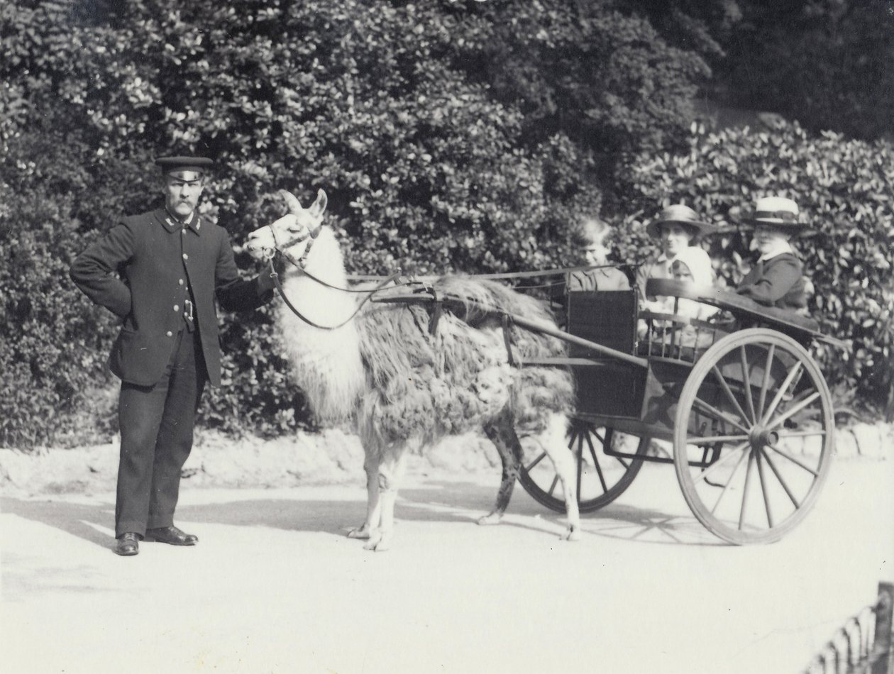 Drie bezoekers, waaronder een jonge jongen, rijden in een kar getrokken door een lama met een verzorger, London Zoo, mei 1914 door Frederick William Bond