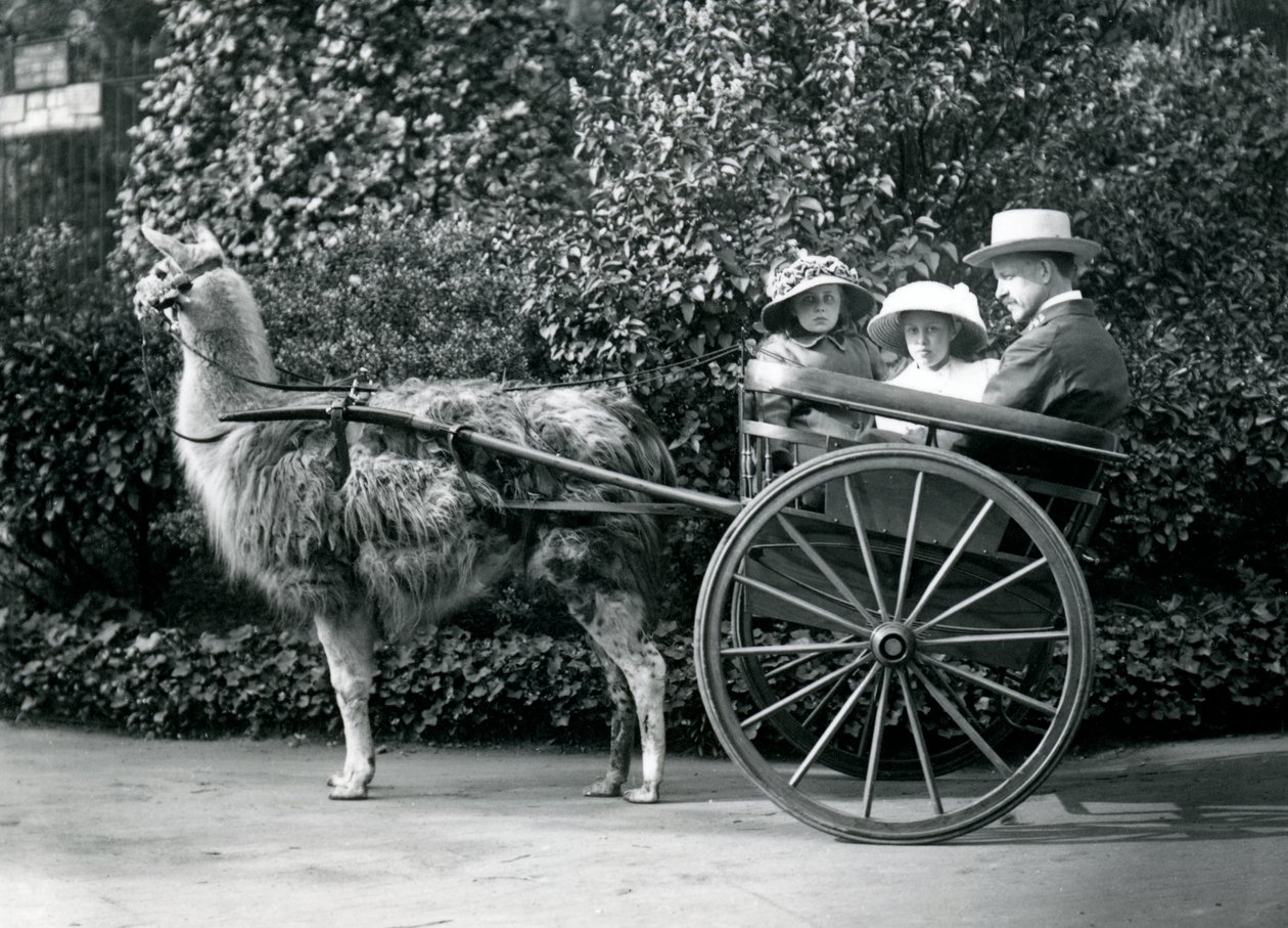 Drie bezoekers, waaronder twee jonge meisjes, in een kar getrokken door een Lama, London Zoo, ca. 1912 door Frederick William Bond