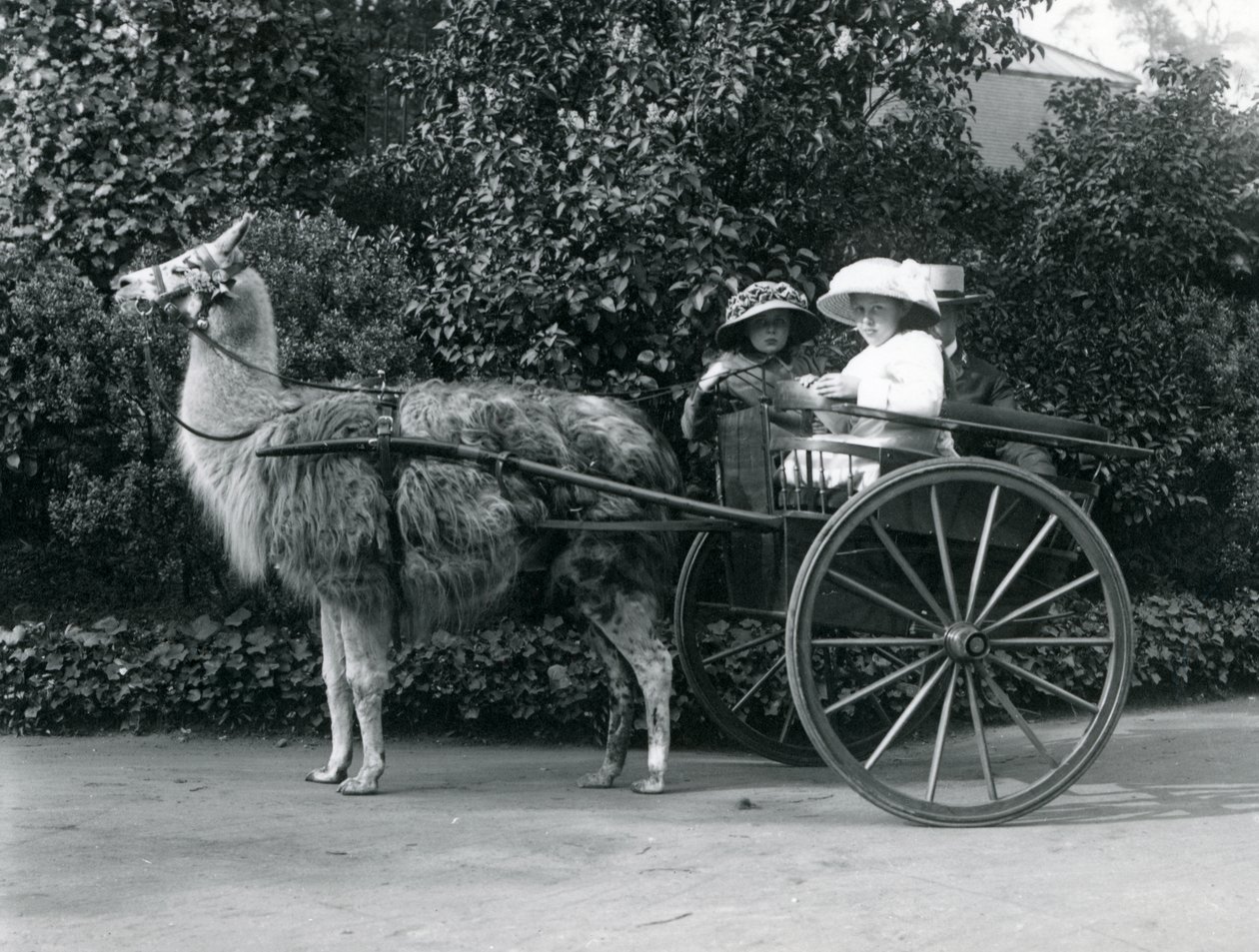 Drie Bezoekers, waaronder twee jonge meisjes, in een kar getrokken door een Lama, London Zoo, ca. 1912 door Frederick William Bond