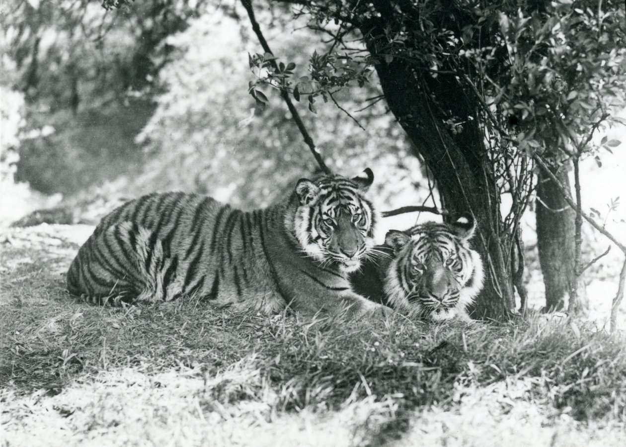 Twee Tijgers rusten onder een kleine boom in hun nieuwe verblijf in Whipsnade, mei 1934 door Frederick William Bond