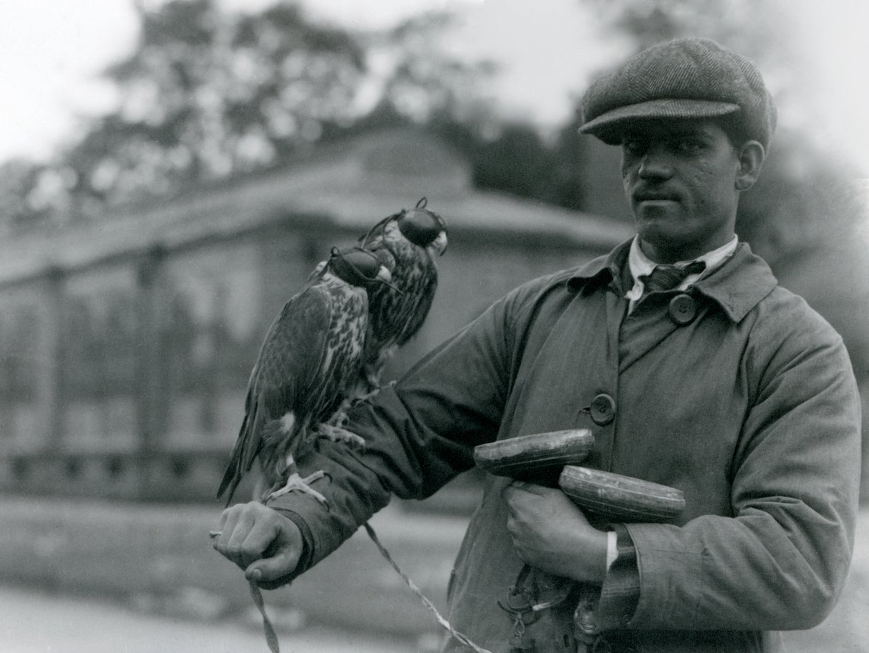 Twee gehoede valken zittend op de arm van hun valkenier in London Zoo, juni 1923 door Frederick William Bond