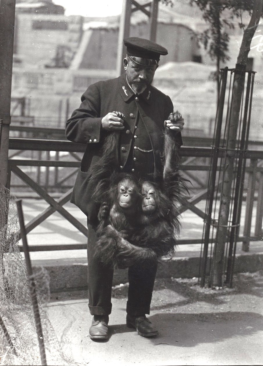 Twee Jonge Orang-oetans die door de Armen worden Opgehouden door Verzorgen Rodwell, in de London Zoo, april 1916 door Frederick William Bond