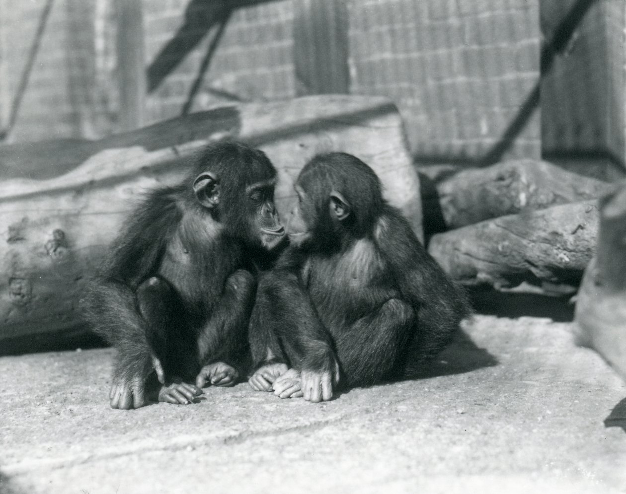 Twee jonge chimpansees, Boo boo en Bibi, Kus. London Zoo, september 1927 door Frederick William Bond
