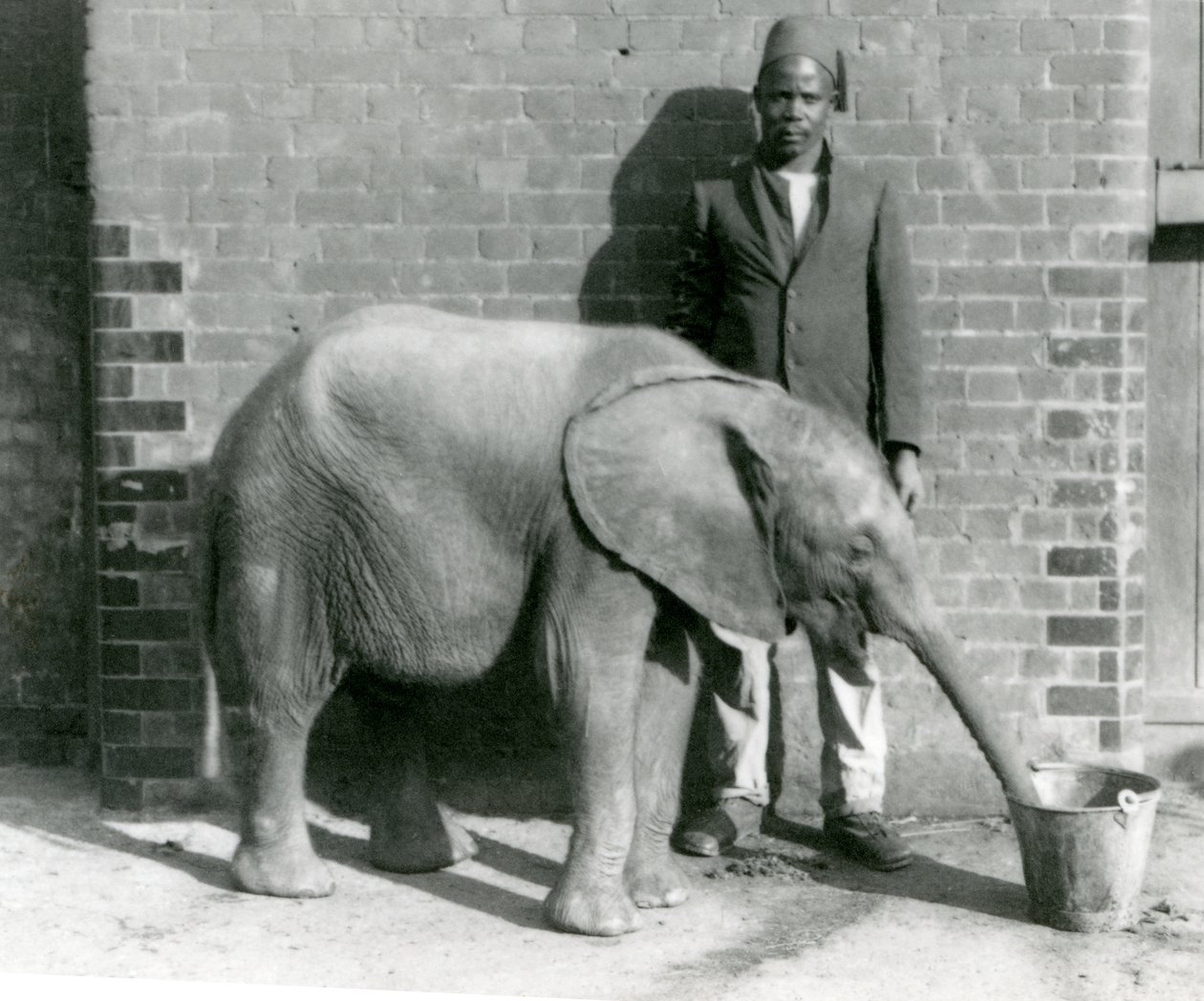 Jonge Afrikaanse olifant Kiberenge krijgt een drankje van Darisha, London Zoo, september 1923 door Frederick William Bond