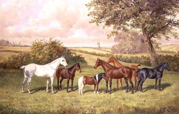 Een Groep Pony