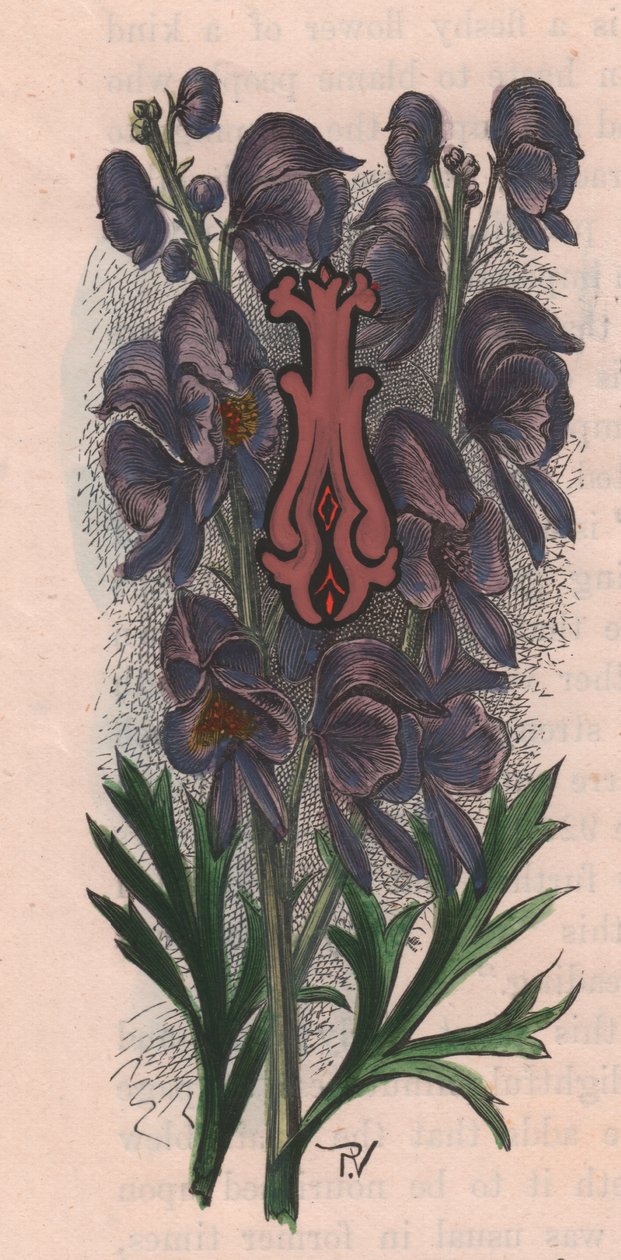 Letter I, initiaal, aquarelgravure, door Frederick Edward Hulme uit The familiar Garden Flower, circa 1880 door Frederick Edward Hulme