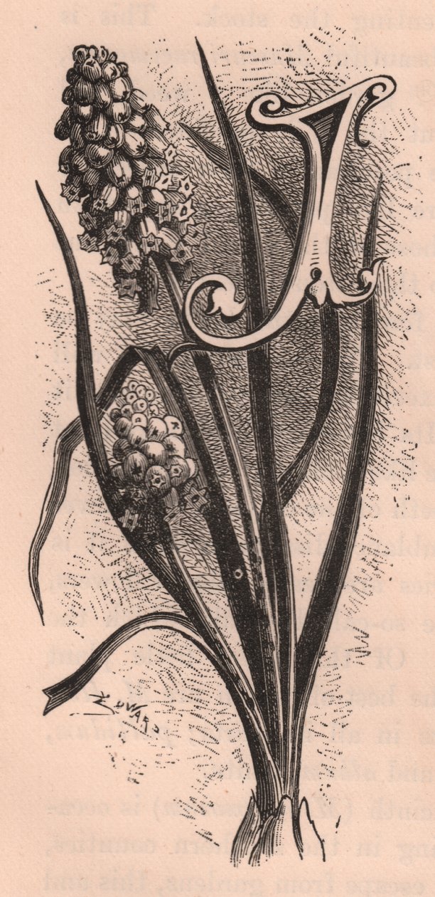 Letter J, drop cap letter, gravure, cm 10x5, uit The familiar Garden Flower door Frederick Edward Hulme