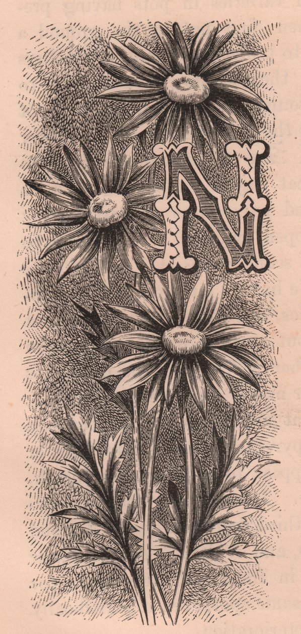 Letter N, drop cap letter, gravure, cm 10x5, uit The familiar Garden Flower door Frederick Edward Hulme