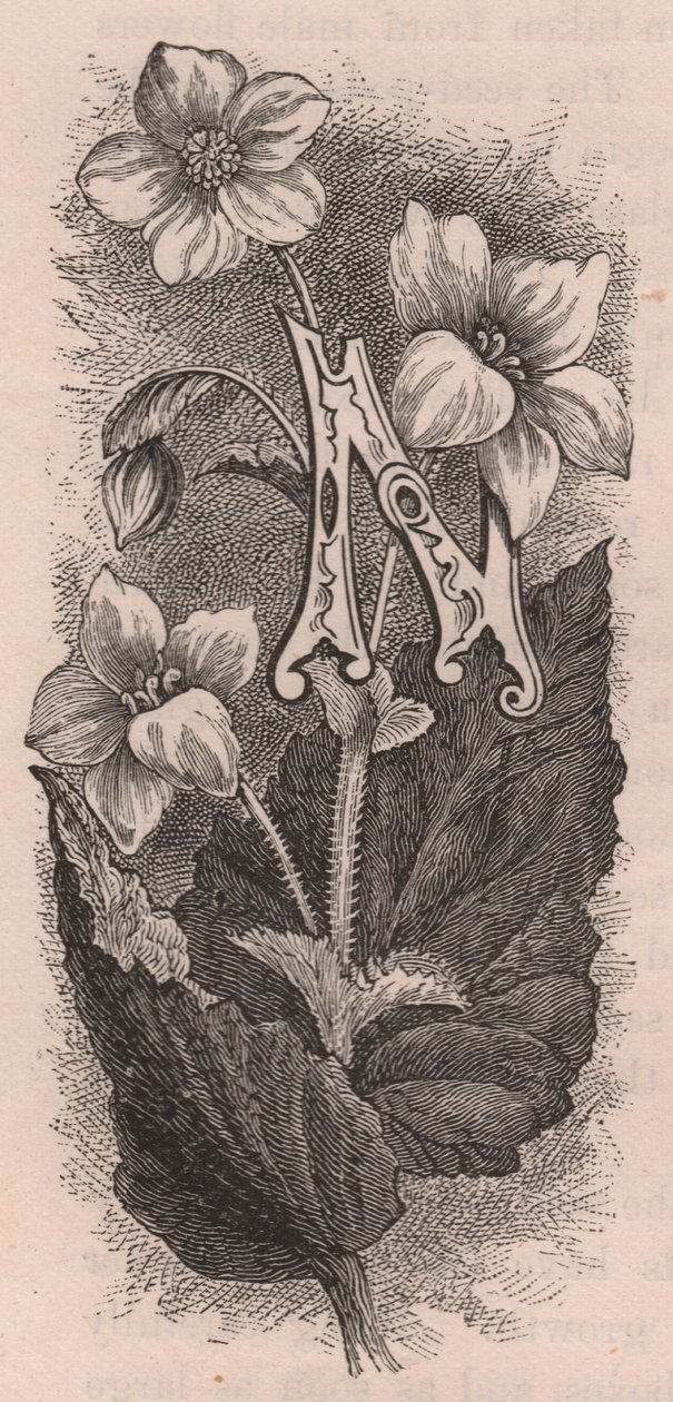 Letter N, initiaal, gravure, door Frederick Edward Hulme uit The familiar Garden Flower, circa 1880 door Frederick Edward Hulme