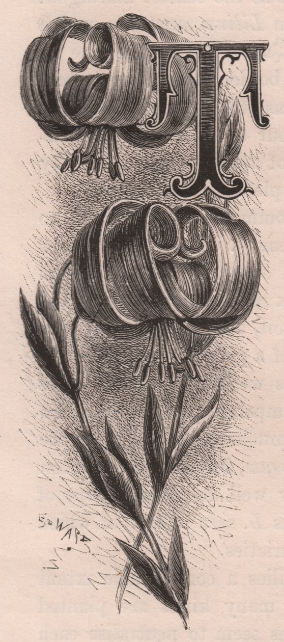 Letter T, initiaal, gravure, door Frederick Edward Hulme uit The familiar Garden Flower, circa 1880 door Frederick Edward Hulme