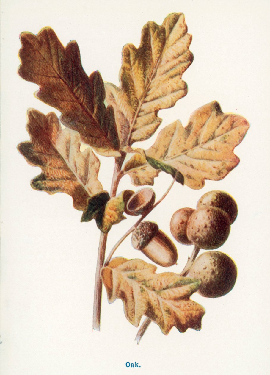 Wilde vruchten van het platteland: Eik (kleurenlitho) door Frederick Edward Hulme