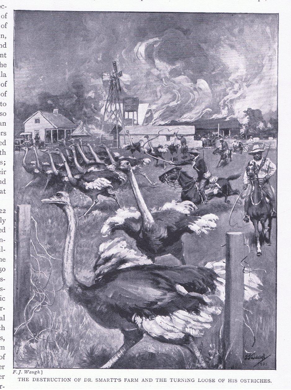 De vernietiging van Dr. Smarts boerderij en het loslaten van de struisvogels, uit After Pretoria: The Guerilla War gepubliceerd door Harmsworth Bros Limited, 1901 door Frederick Judd Waugh