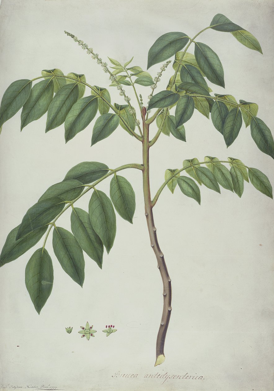 Brucea Antidysenterica, 1777 door Frederick Polydor Nodder