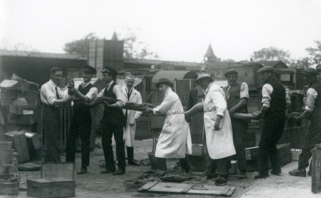 Een 20 ft. lange Python gedragen door elf leden van het personeel van de Zoological Society, London Zoo, juni 1925 door Frederick William Bond