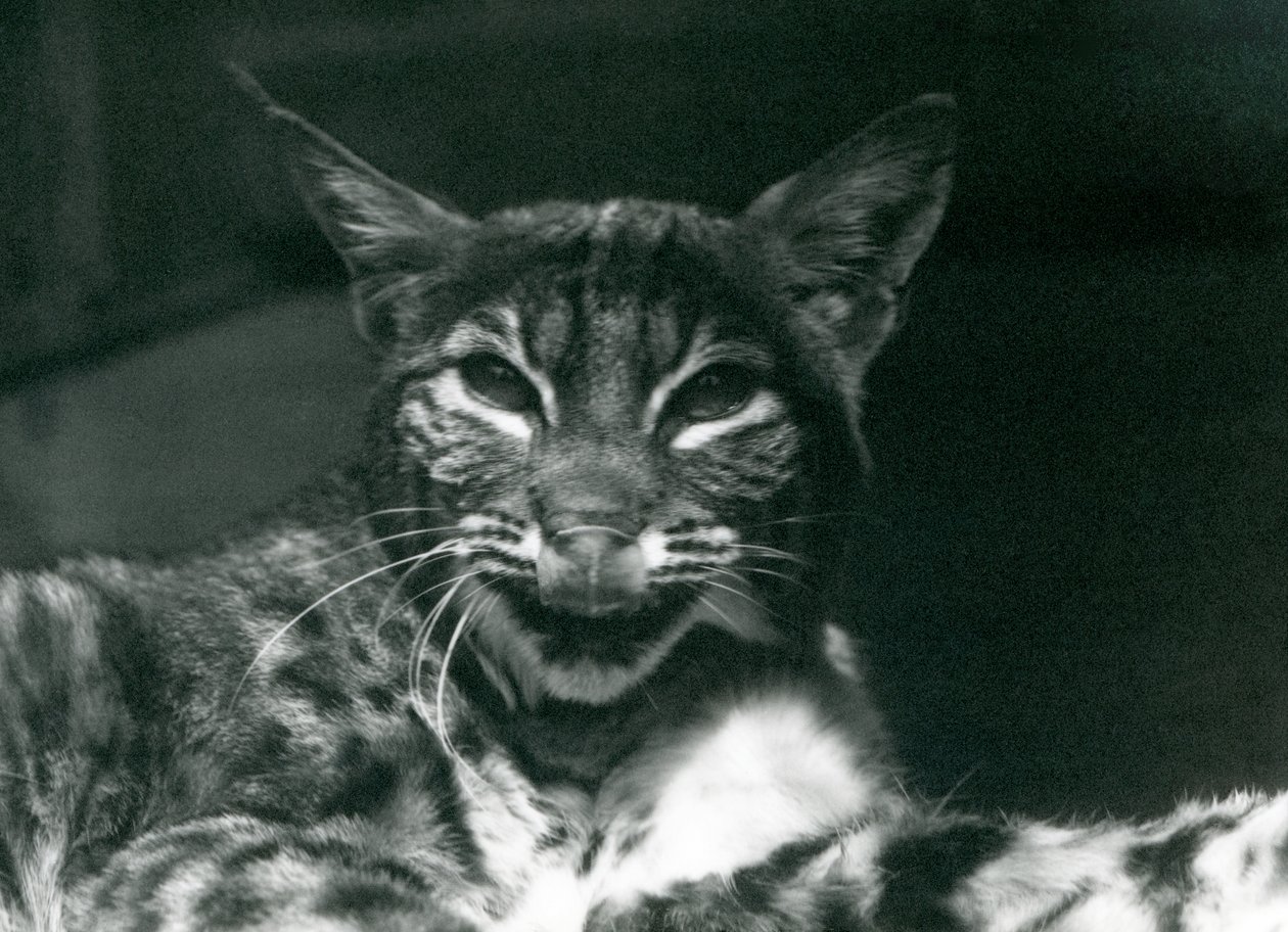 Een Baby LynxBobcat likkend aan zijn lippen, London Zoo, juni 1925 door Frederick William Bond