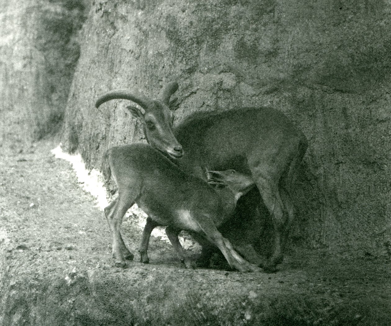 Een Barbarijse schaap voedt haar lam op de Mappin Terrassen, London Zoo, augustus 1927 door Frederick William Bond