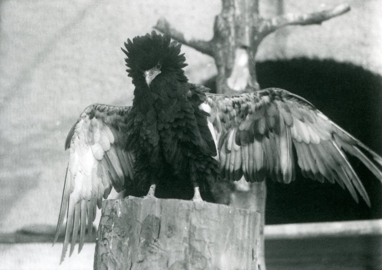 Een Bateleurarend staat op een boomstronk en spreidt zijn vleugels, London Zoo, 1925 door Frederick William Bond