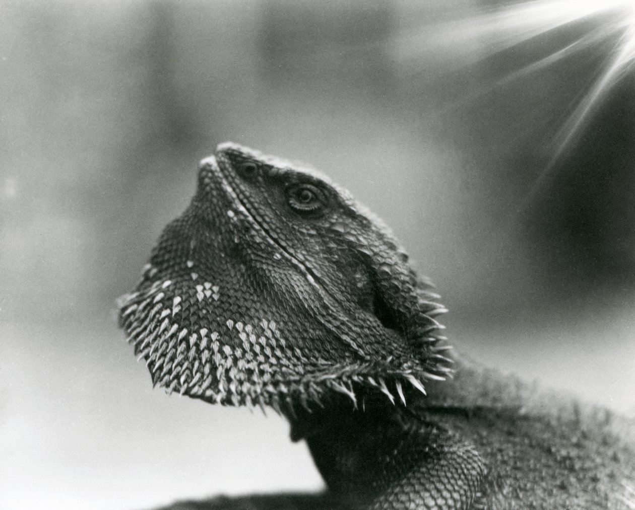 Een Baardagaam die omhoog kijkt in de London Zoo in 1930 (zw/w foto) door Frederick William Bond