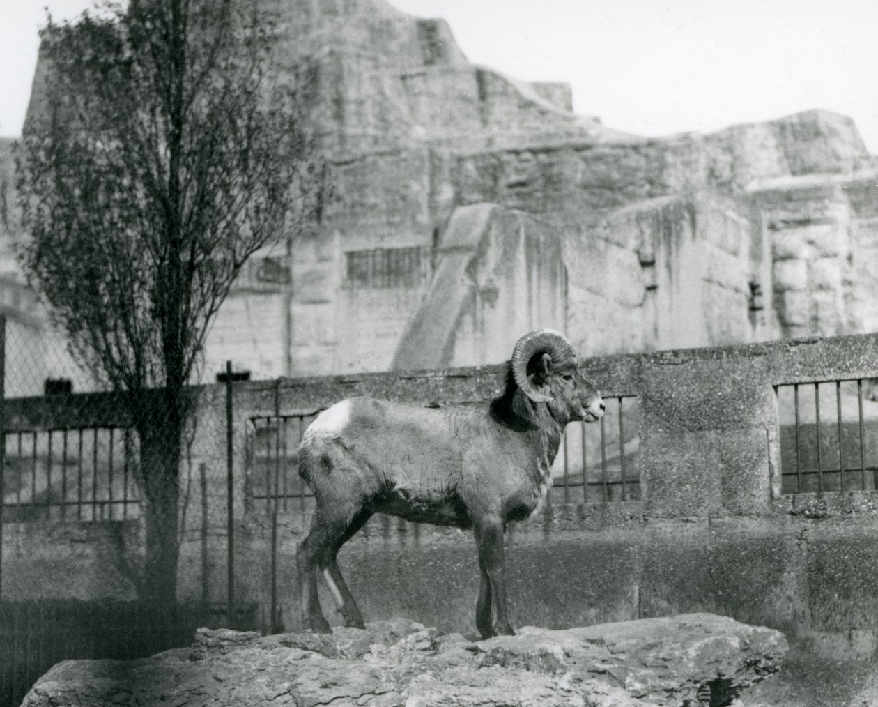 Een Bighorn-schaapram die op een rots staat en uitkijkt over zijn omheining aan de voet van de Mappin Terrassen, London Zoo. 1931 door Frederick William Bond
