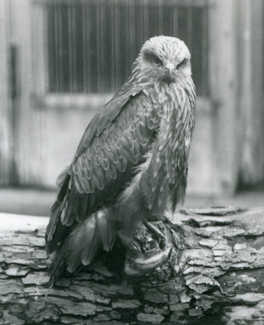 Een zwarte wouw rustend op een boomstam, London Zoo, augustus 1926 door Frederick William Bond