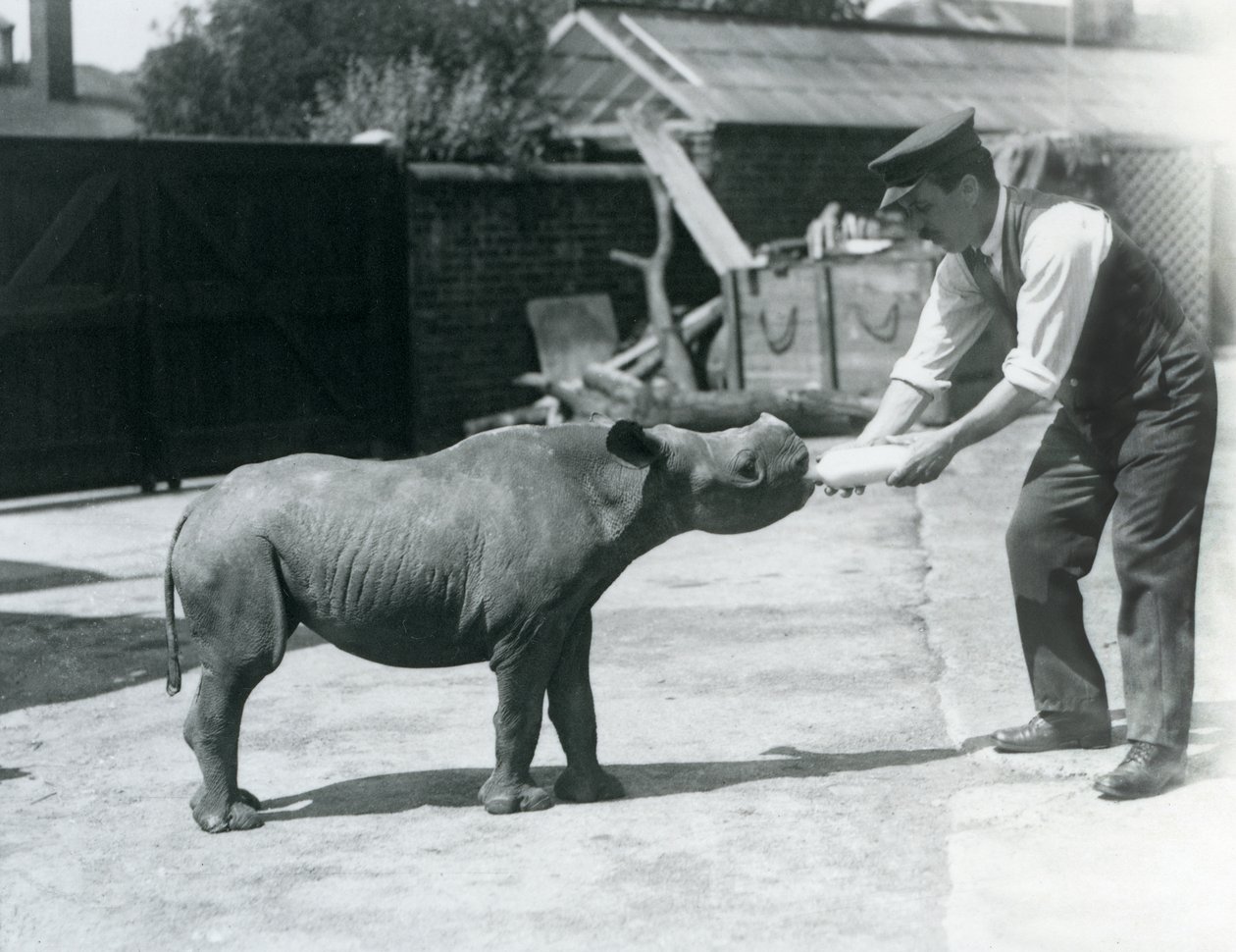 Een zwarte neushoornkalf wordt met de fles gevoed door zijn verzorger, London Zoo, september 1928 door Frederick William Bond